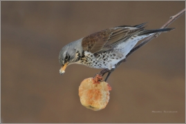 <p>DROZD KVÍČALA (Turdus pilaris)</p>